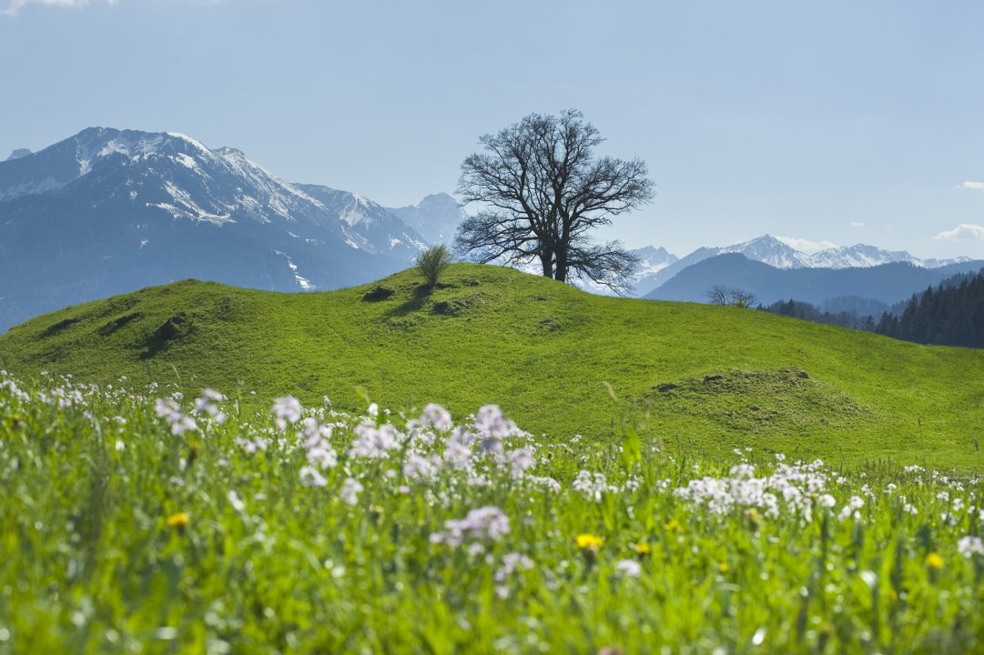 Frühlingswiese vor den weiß gezuckerten Alpen